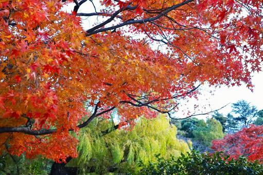 森の紅葉の風景 森の紅葉の風景の写真