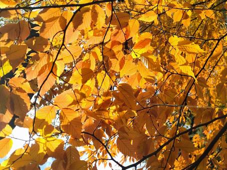 透ける橙色 透ける橙色の写真