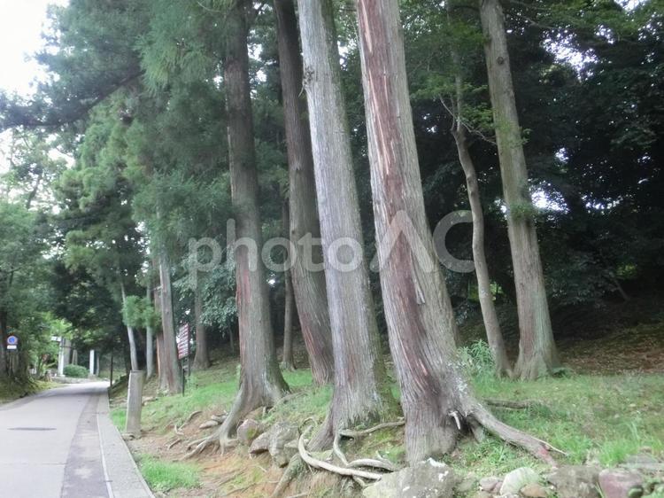 松江市の風景-9 島根県松江市,掘,城下町の写真素材