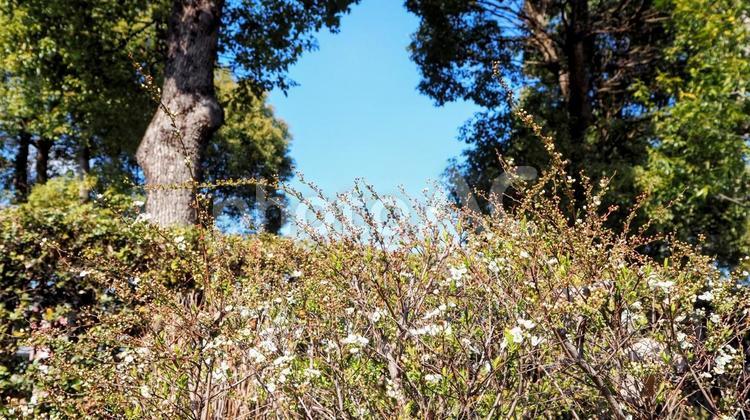 早春の白い花・航空公園（埼玉県・所沢市） 早春,白い花,所沢航空記念公園の写真素材