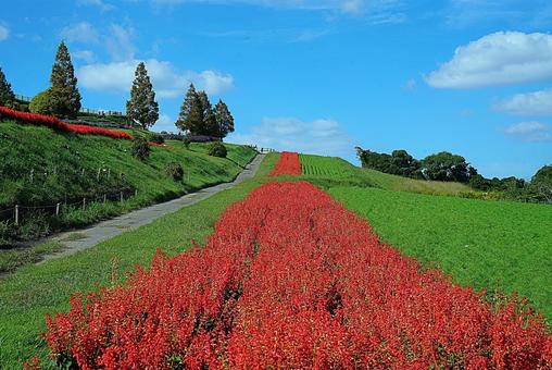 淡路島 あわじ花さじき㉝ サルビア 淡路島 あわじ花さじき㉝ サルビア 兵庫県,あわじ花さじき,サルビアの写真素材