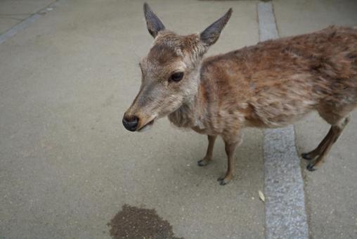 奈良公園の鹿 奈良公園の鹿の写真