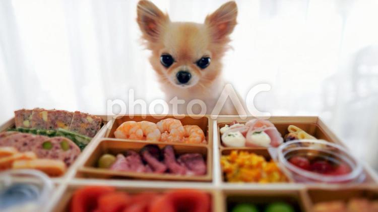 チワワが洋風おせち、オードブルを見つめる チワワ,小さい,犬の写真素材