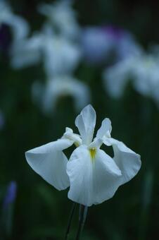 Pass the incense of Edo to now, JPG Pass the incense of Edo to now, plant, flower, iris, JPG