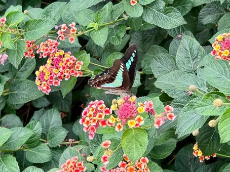ランタナの花と蝶々 ランタナの花と蝶々 蝶,ランタナ,自然の写真素材