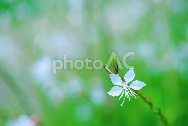 ガウラ　白蝶草　白い花　蝶 ガウラ,白蝶草,白い花の写真素材