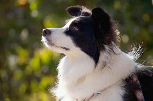 ボーダーコリーのポートレート 犬,ボーダーコリー,中型犬の写真素材