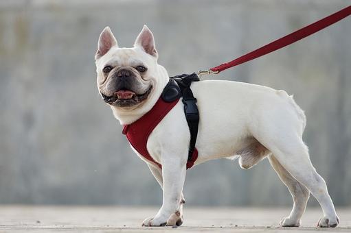 Good boy!(フレンチブルドッグ) Good boy!(フレンチブルドッグ) 犬,フレンチブルドッグ,フレブルの写真素材