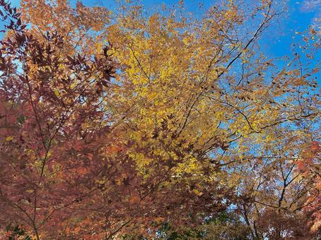 晴れの日の青空と紅葉 色とりどり,鮮やか,植物の写真素材