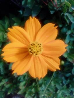 オレンジ色の花 オレンジ色の花の写真