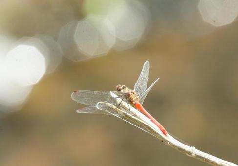 Sympetrum frequens, dragonfly, dragonfly, akiakane, JPG