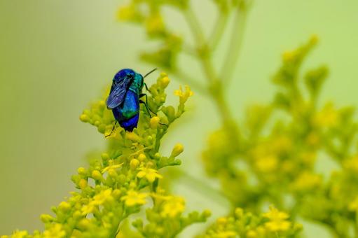 オオセイボウ⒅ オオセイボウ⒅ 蜂,オオセイボウ,宝石蜂の写真素材