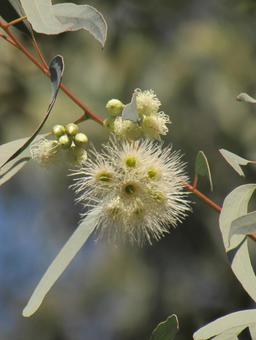 ユーカリの花b ユーカリの花,ユーカリ,白い花の写真素材