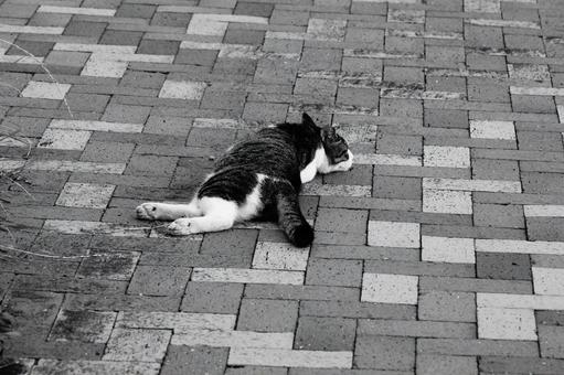 ねこ ねこの写真
