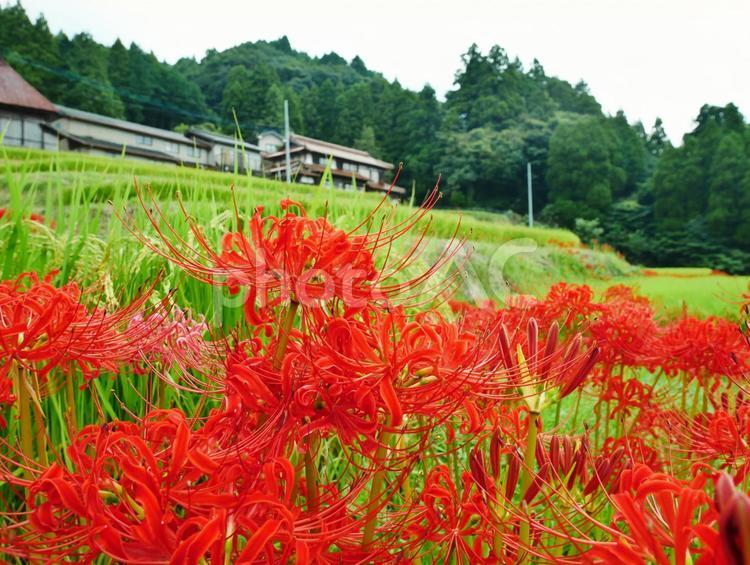 棚田　曼珠沙華 棚田,彼岸花,曼珠沙華の写真素材