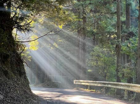 木漏れ日 木漏れ日の写真