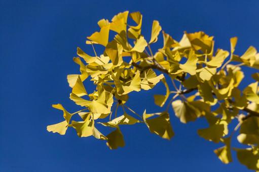 運動公園のイチョウ10（豊橋市） イチョウ,並木道,岩田運動公園の写真素材