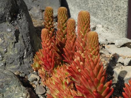 セダム類 セダム類 セダム類,多肉植物,紅葉の写真素材