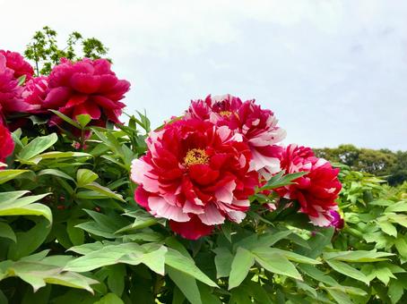 ボタンの花 二色咲き ボタンの花 二色咲き 牡丹,ボタン,ぼたんの写真素材