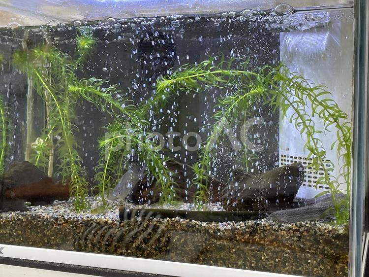 水槽 水中,水槽,アクアリウムの写真素材
