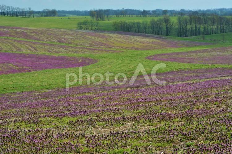 一面のヒメオドリコソウが覆う畑地 ヒメオドリコソウ,野草,草の写真素材