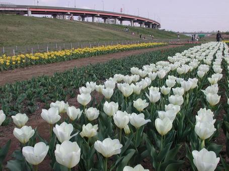 チューリップ・Tulips チューリップ・Tulipsの写真