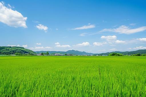 夏の青空と緑の田園風景の写真