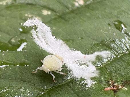 ハゴロモ類の幼虫 06 チュウゴクアミガサハゴロモ,昆虫,虫の写真素材