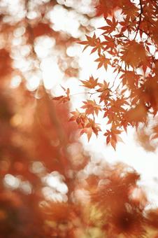 やわらかい光ともみじ やわらかい光ともみじの写真