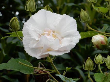 【花の写真】スイフヨウの花 スイフヨウ,酔芙蓉,白の写真素材