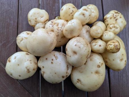 Photo, potato, harvest, potato digging, 