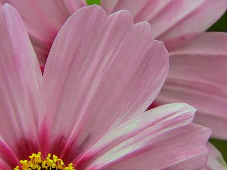 Cosmos petals, JPG Cosmos petals, JPG