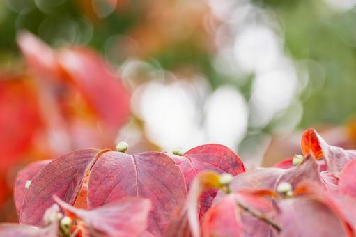 ハナミズキの紅葉⑴ ハナミズキの紅葉⑴の写真