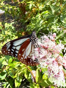 フジバカマとアサギマダラ アサギマダラ,フジバカマ,蝶の写真素材