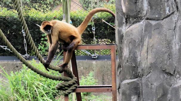 Photo, jeffrey spider monkey, spider monkey, zoo, 