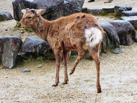 鹿(後ろ姿)の写真