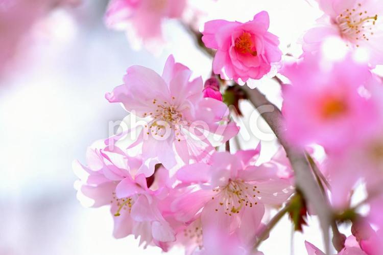ピンク色が綺麗な　八重紅しだれ桜 八重紅枝垂れ,八重桜,桜の写真素材