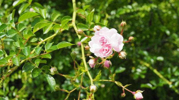 ピンクの薔薇の写真