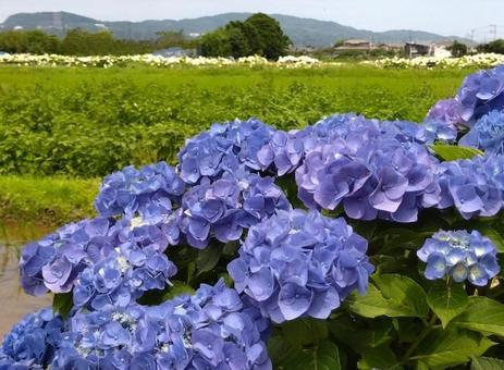 紫陽花まつり2025 紫陽花まつり2025の写真