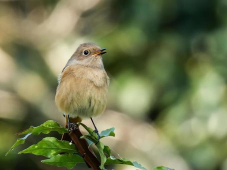 ジョウビタキの写真