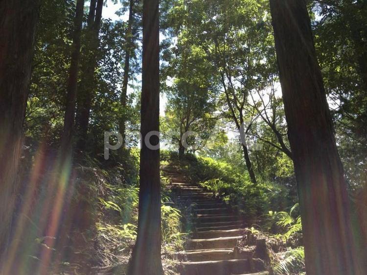 木漏れ日さす山道 山道,光,森林の写真素材