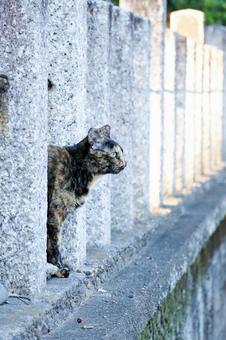 顔を出すサビ猫 猫,野良猫,サビ猫の写真素材