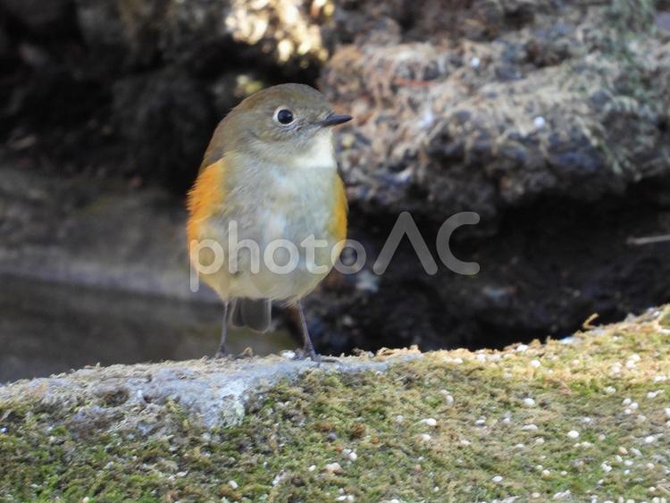 小根山野鳥の森で撮ったルリビタキ♀ かわいい,バードウォッチング,野鳥の写真素材