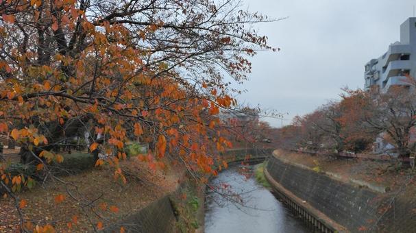 秋の桜 秋,枯れ木,落ち葉の写真素材