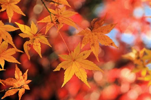秋の紅葉 湖東三山西明寺 秋の紅葉 湖東三山西明寺 紅葉,秋,西明寺の写真素材