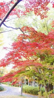 紅葉-1319 紅葉,モミジ,赤の写真素材