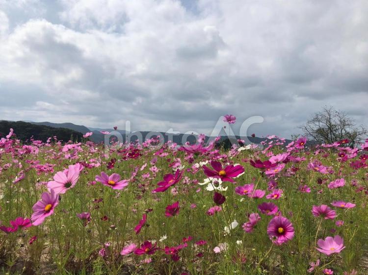 高原に咲く美しいコスモス畑 コスモス,コスモス畑,花びらの写真素材
