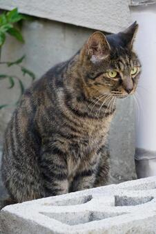 街中で見かけた野良ねこ19　猫素材　背景 ネコ,野良猫,可愛いの写真素材