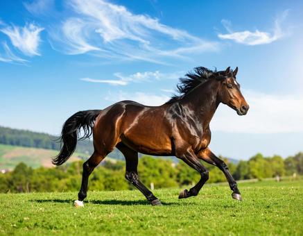 午年フォト・晴れた日の牧場と馬 午年フォト・晴れた日の牧場と馬の写真