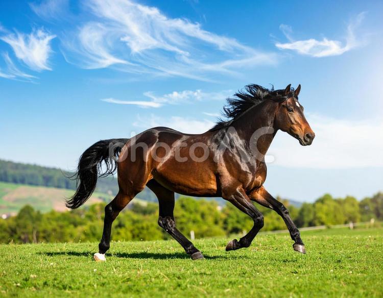 午年フォト・晴れた日の牧場と馬 午年,馬,牧場の写真素材